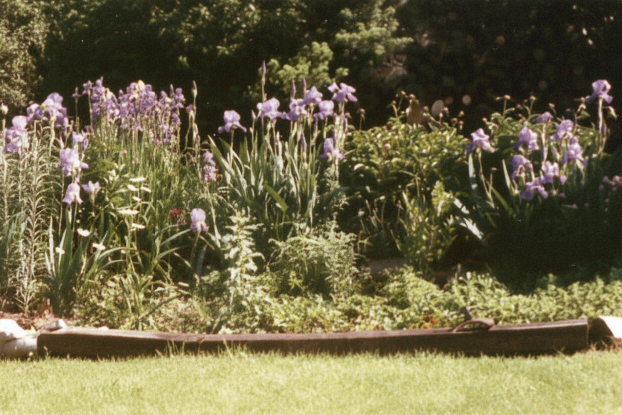 Man sitting in a garden with purple flowers and a house in the background